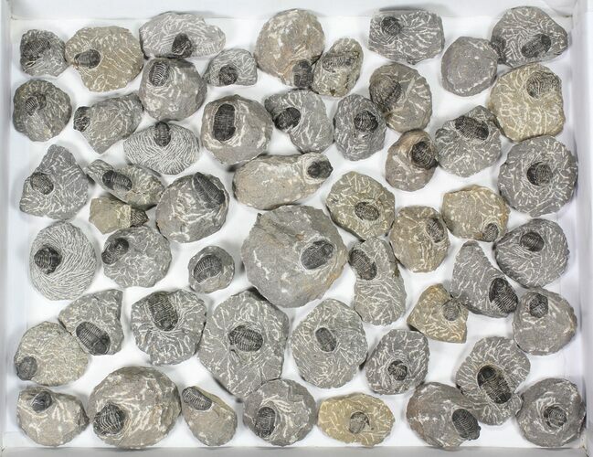 Lot: Bargain Gerastos Trilobite Fossils - Pieces #82500